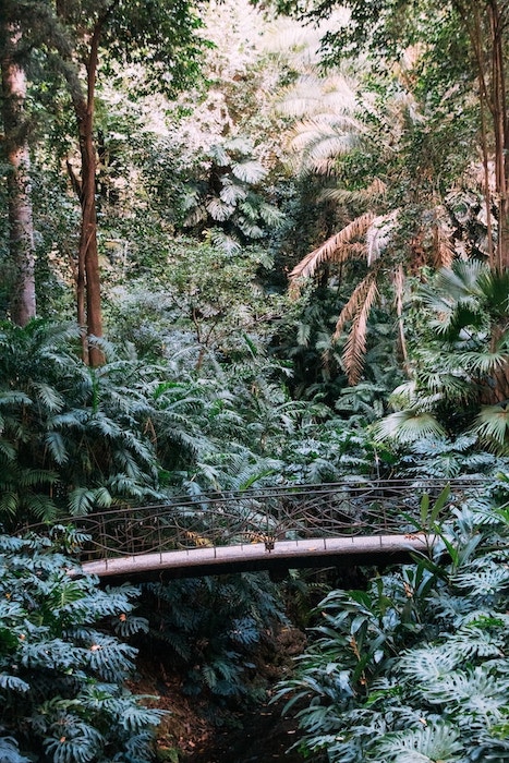 A Bridge Amidst a Tropical Paradise of Diverse Plants at La Concepción Historical-Botanical Gardens, Málaga, Spain.