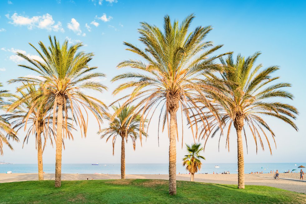 Malagueta Beach with Palm Trees